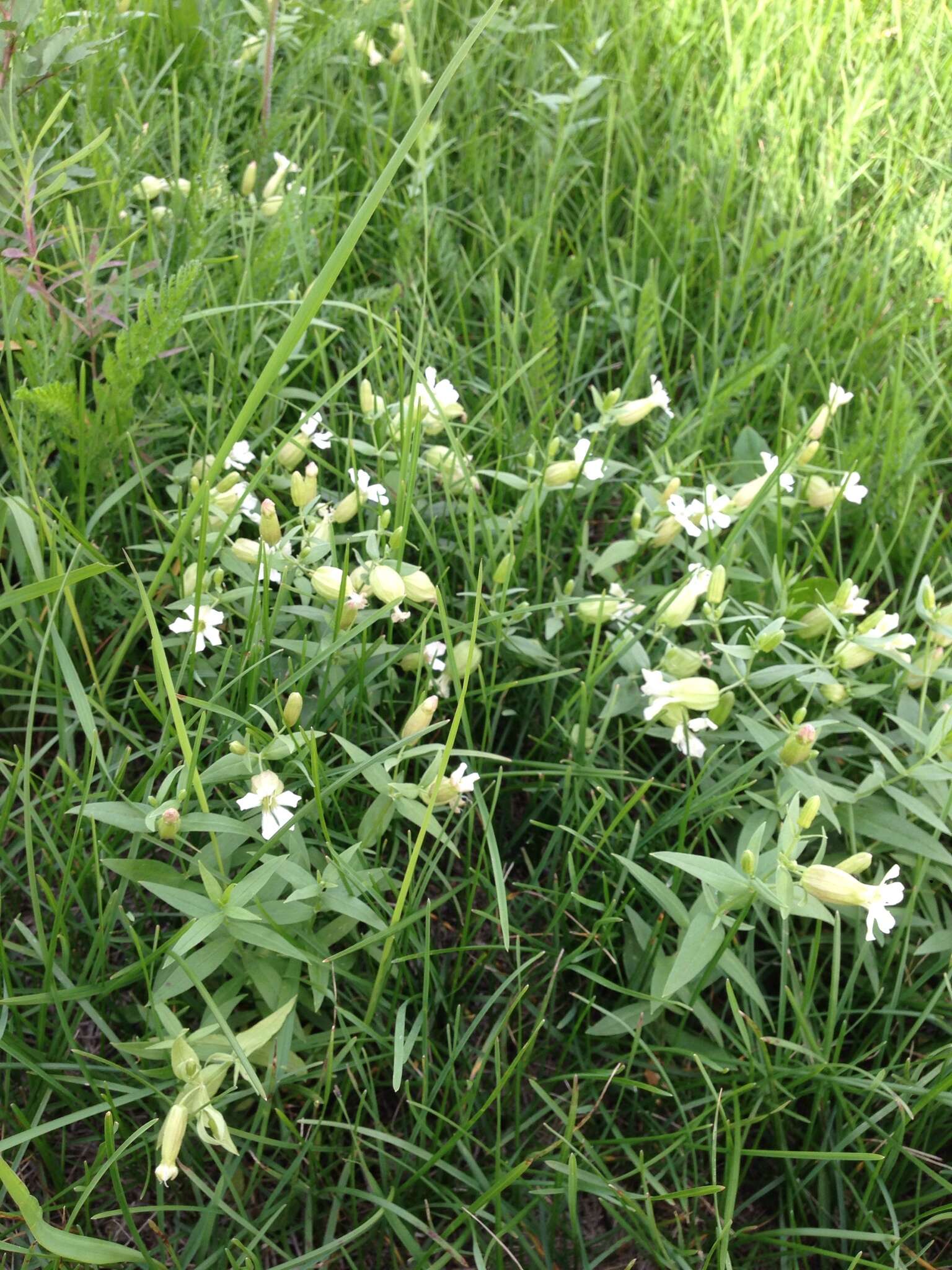 Image of Silene procumbens Murr.