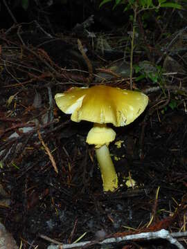 Image of Amanita augusta Bojantchev & R. M. Davis 2013