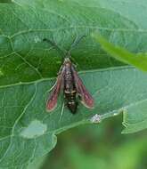 Image of The Boneset Borer