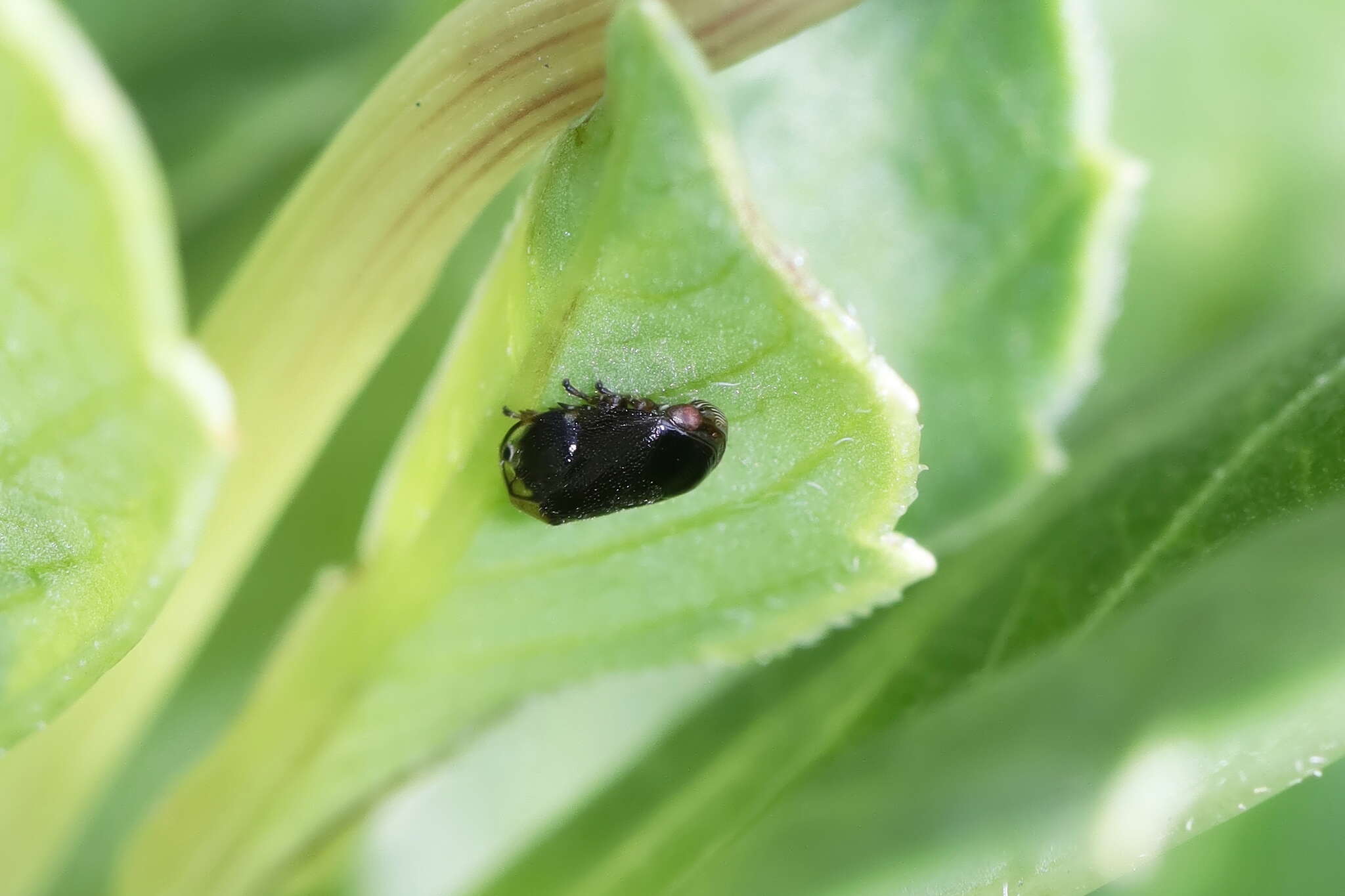 Image of Sunflower Spittlebug