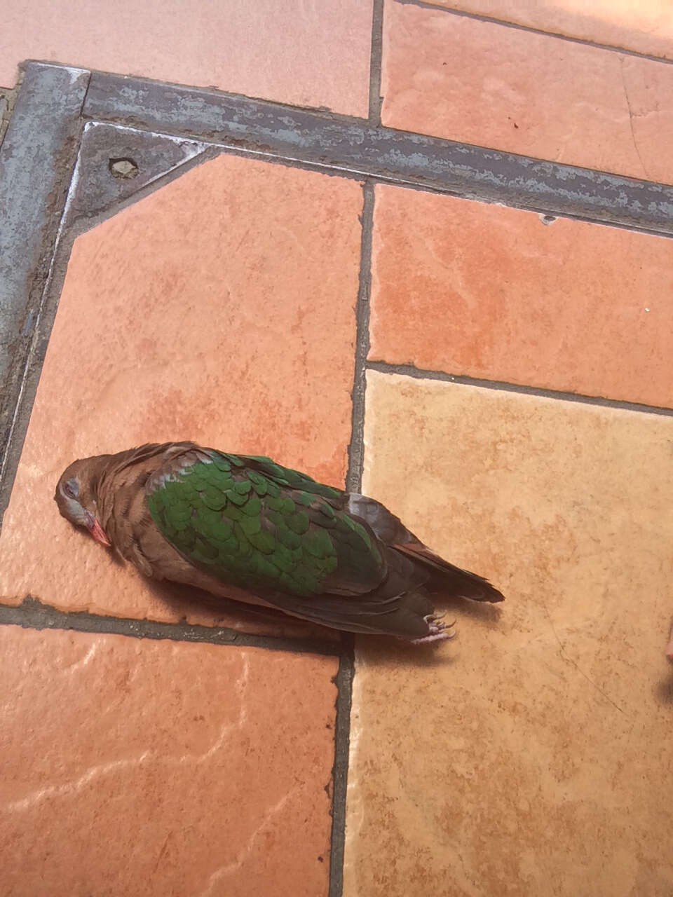 Image of Common Emerald Dove