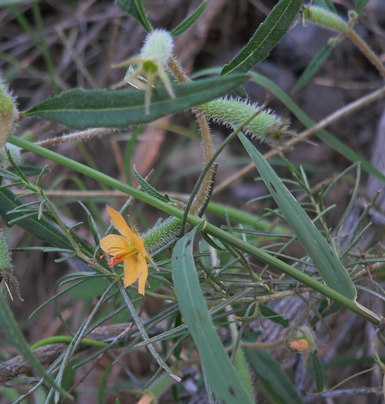 Image of Organ Mountain blazingstar