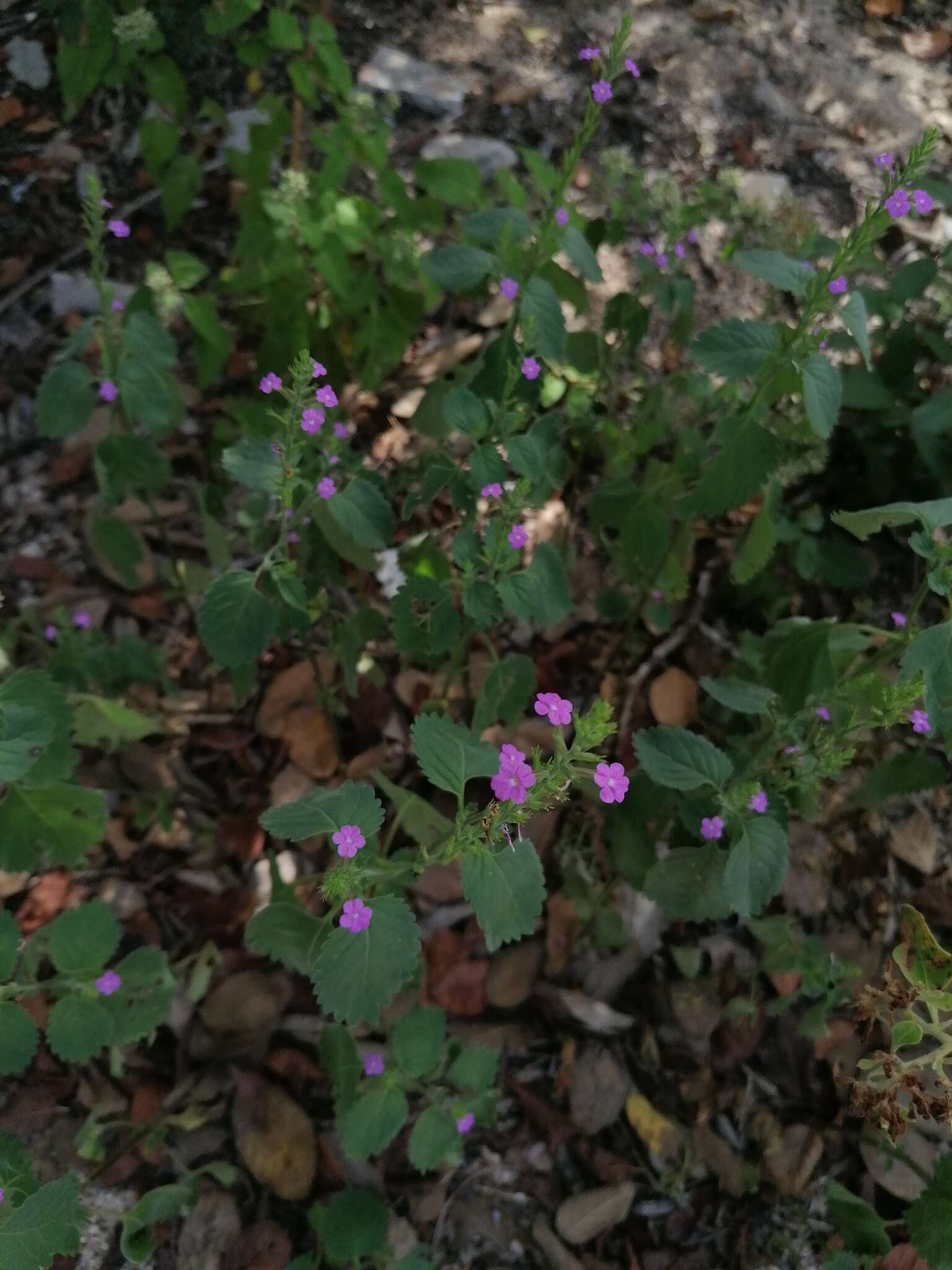 Plancia ëd Bouchea prismatica (L.) Kuntze