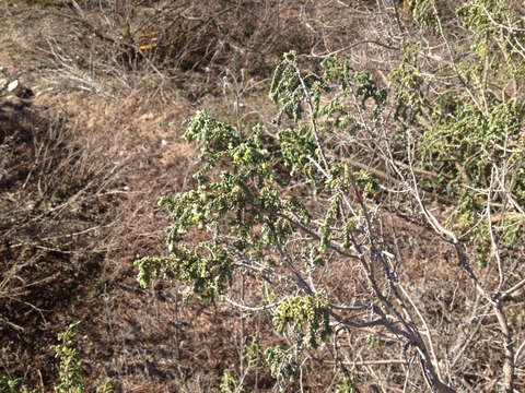 Слика од Thymelaea hirsuta (L.) Endl.