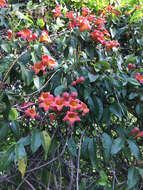 Image of crossvine