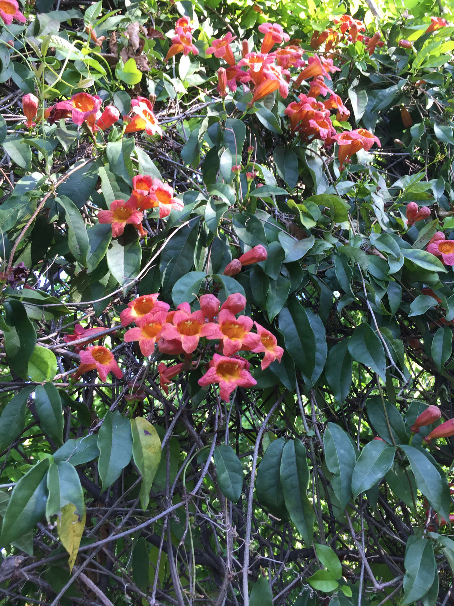 Image de Bignonia capreolata L.