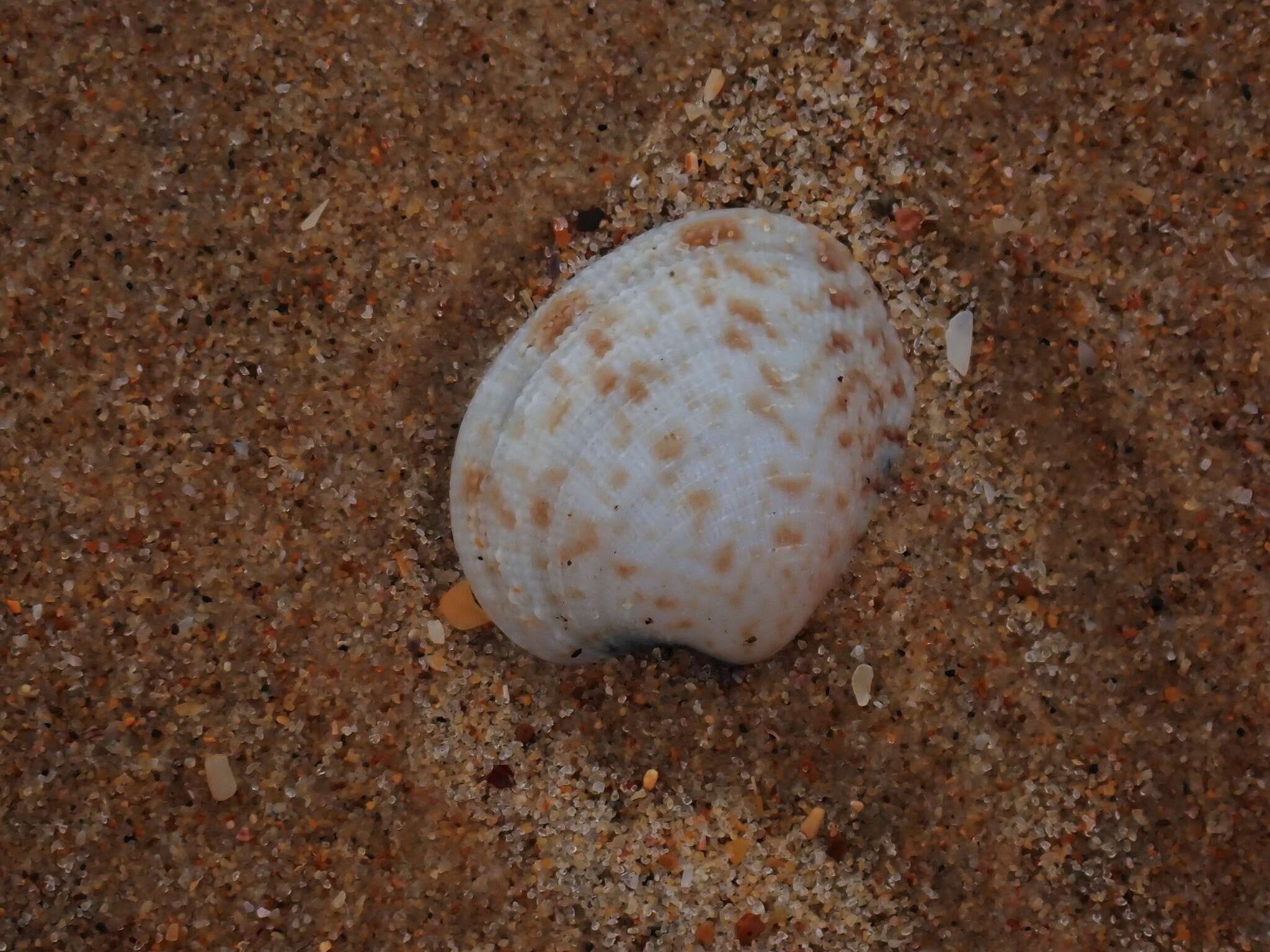 Antigona persimilis (Iredale 1930) resmi