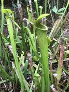 Image of Wherry's pitcherplant