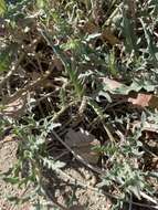 Image of California evening primrose