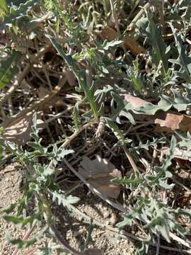 Image de Oenothera avita subsp. avita