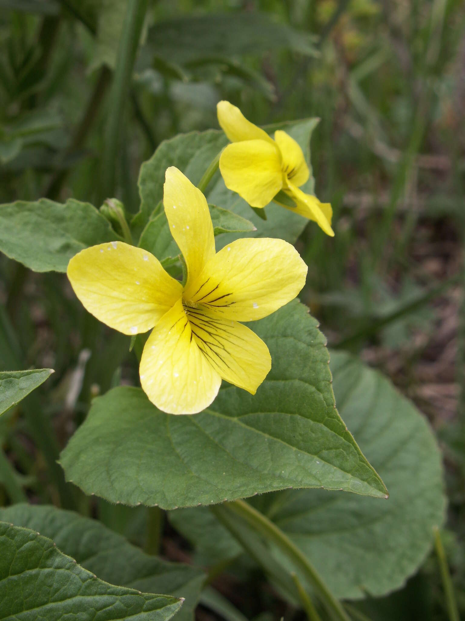 صورة Viola acutifolia (Kar. & Kir.) W. Beck.