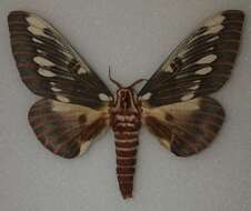 Image of Citheronia splendens sinaloensis Hoffmann 1942