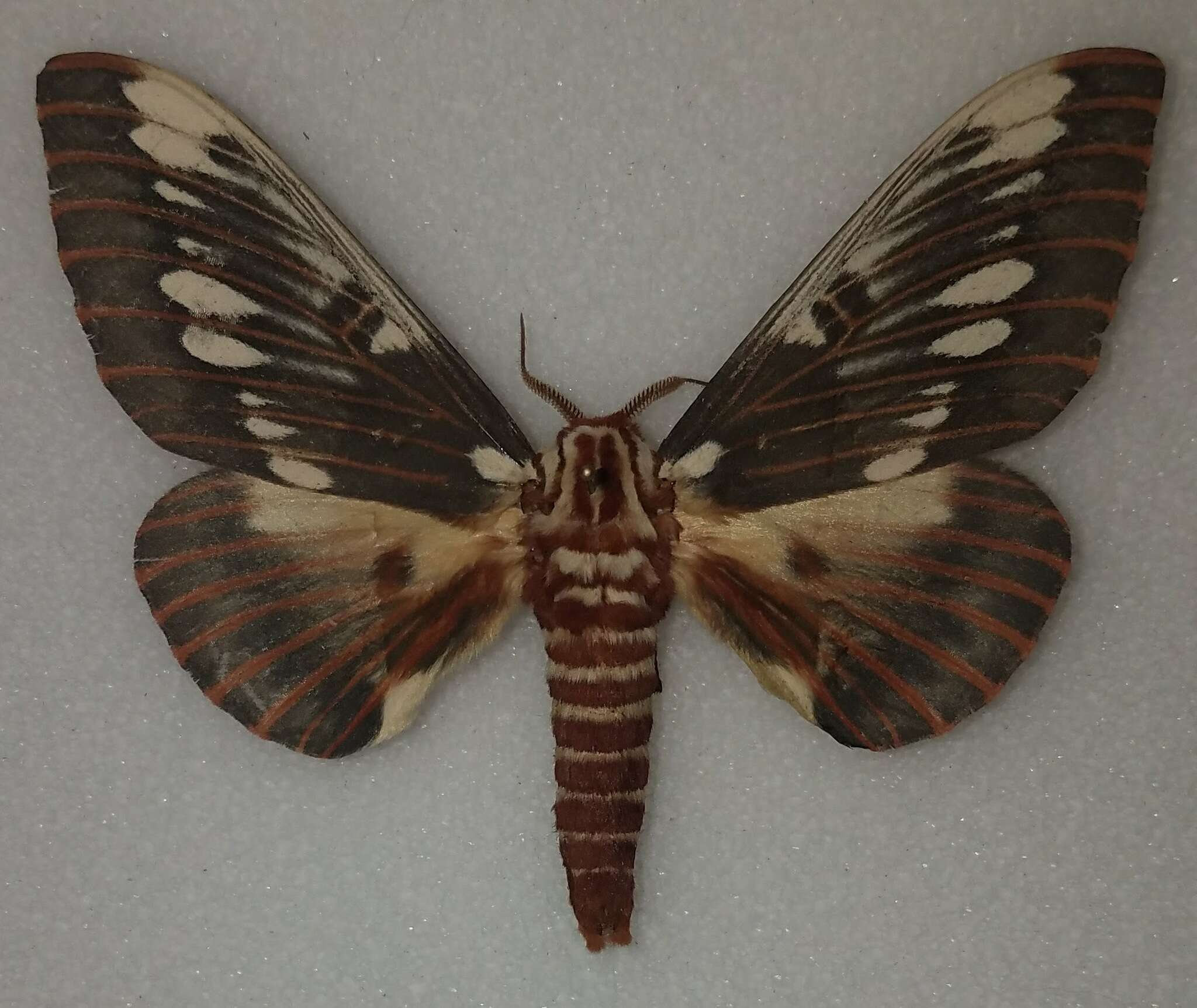 Image of Citheronia splendens sinaloensis Hoffmann 1942