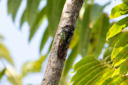 Image of Cryptotympana fumipennis (Walker & F. 1858)