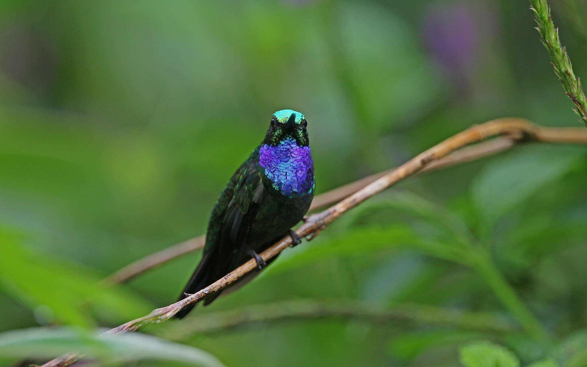 Image of Napo Sabrewing