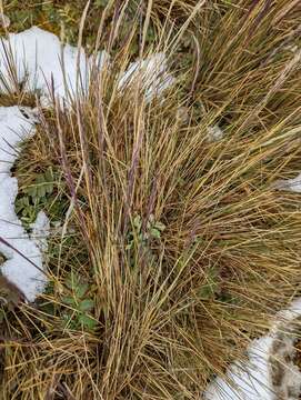 Image of Festuca contracta Kirk