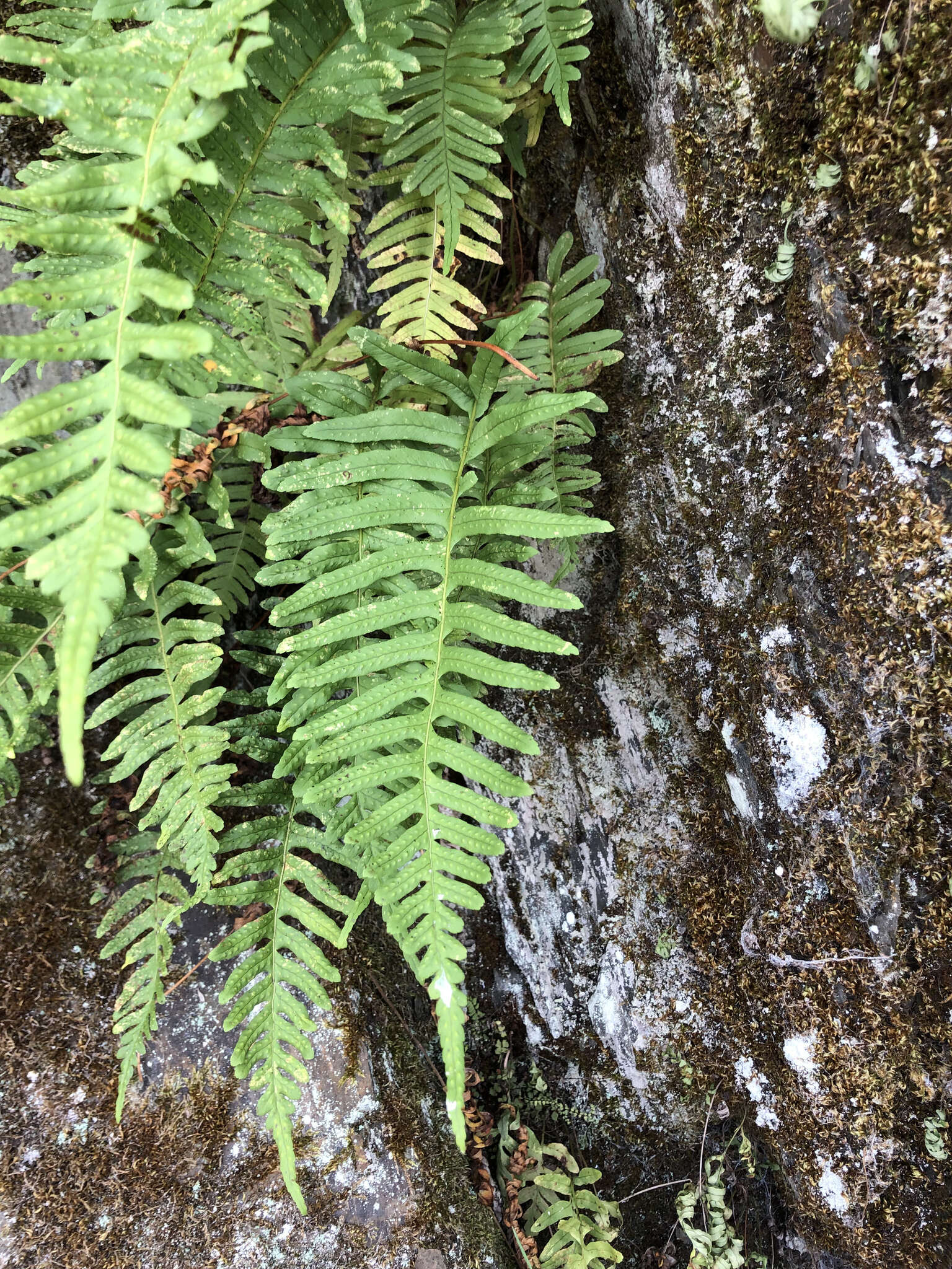 Image of Polypodium interjectum Shivas