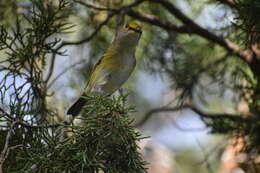 Слика од Vireo griseus bermudianus Bangs & Bradlee 1901