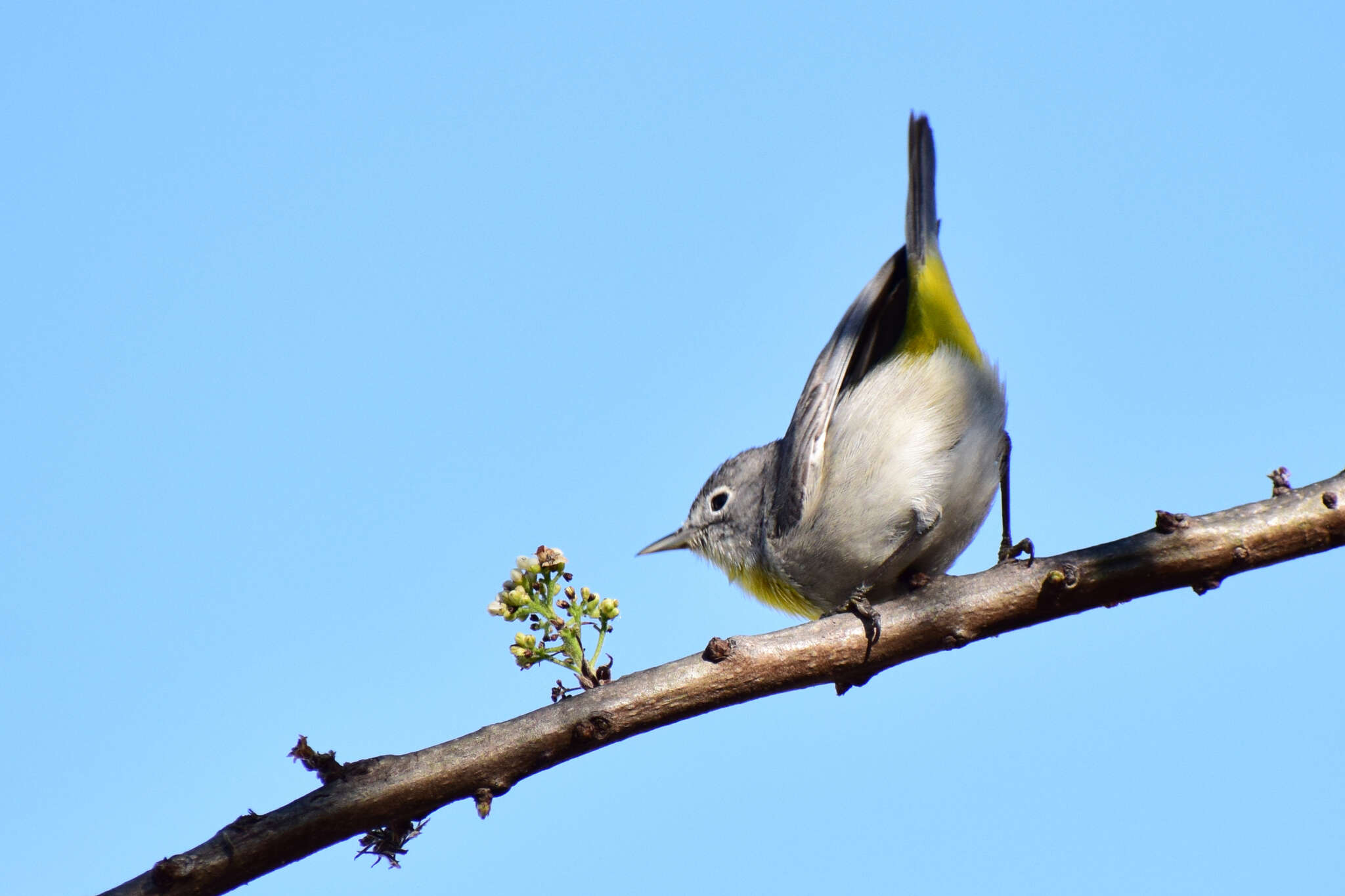 Image of Virginia's Warbler