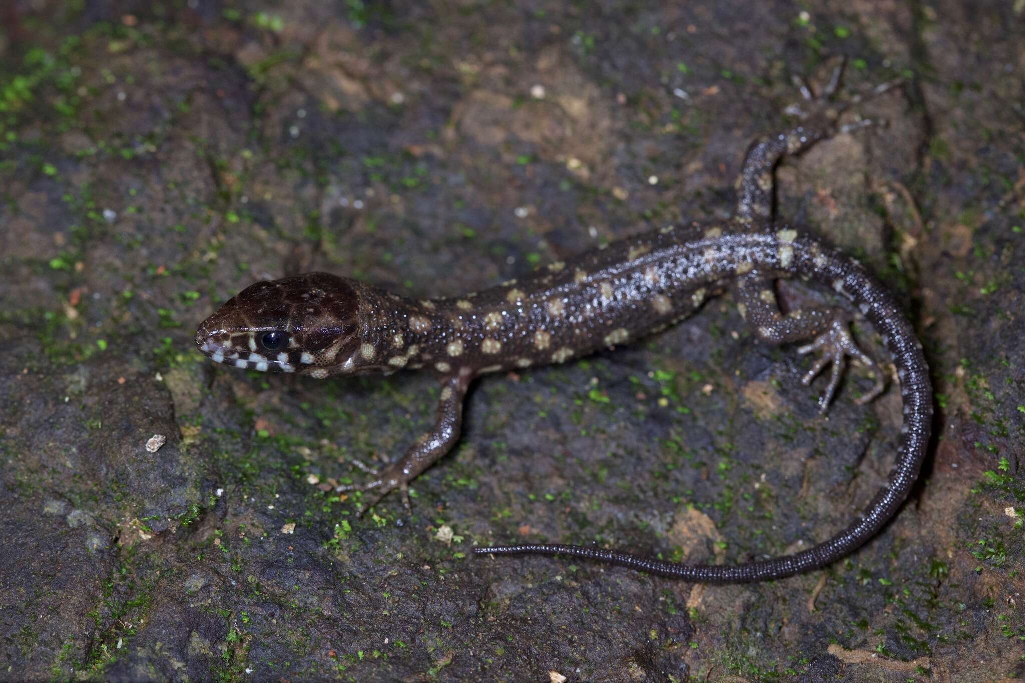 Image of Costa Rican Tropical Night Lizard