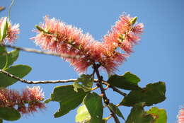 Image of Melaleuca viridiflora Sol. ex Gaertn.