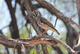 Plancia ëd Turdus litsitsirupa litsitsirupa (Smith & A 1836)