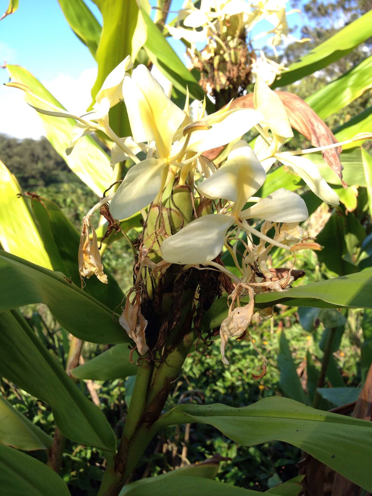 Imagem de Hedychium coronarium J. Koenig