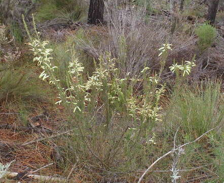 Image of Ever-flowering heath