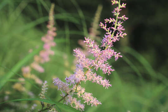 Image of Astilbe microphylla Knoll