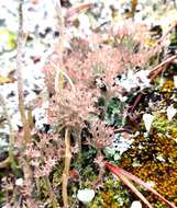 Image of cup lichen