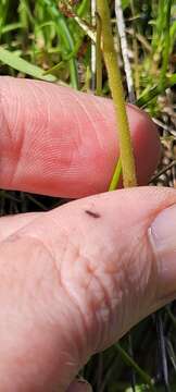 Image of Hupa Valley Pseudosaxifrage