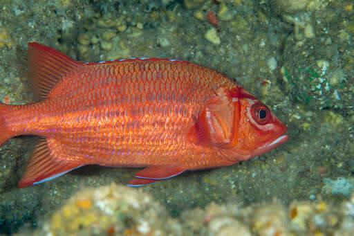 Image of Blue Lined Squirrelfish