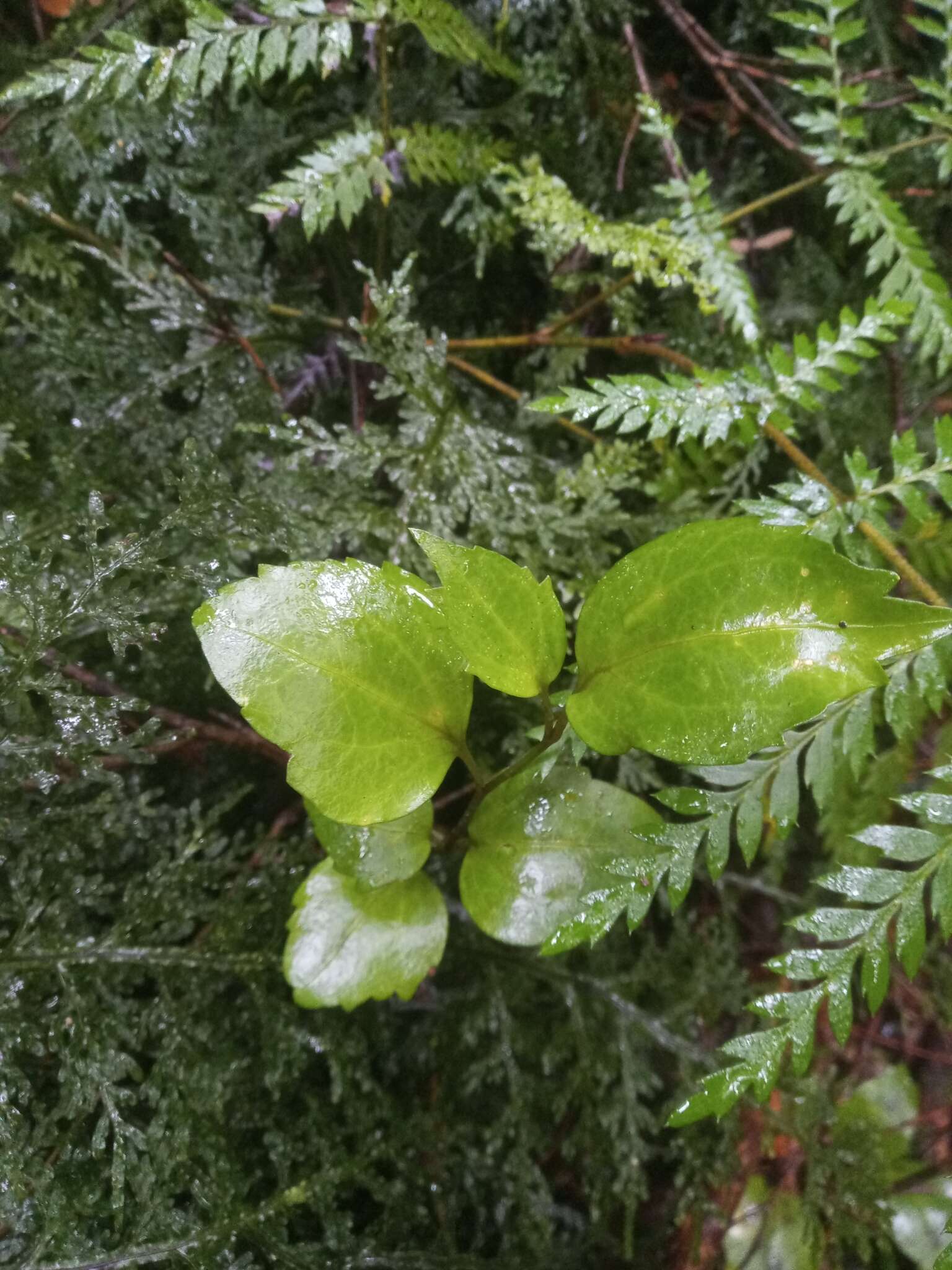 Image of Griselinia racemosa (Phil.) Taub.