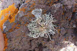 Image of roccella lichen