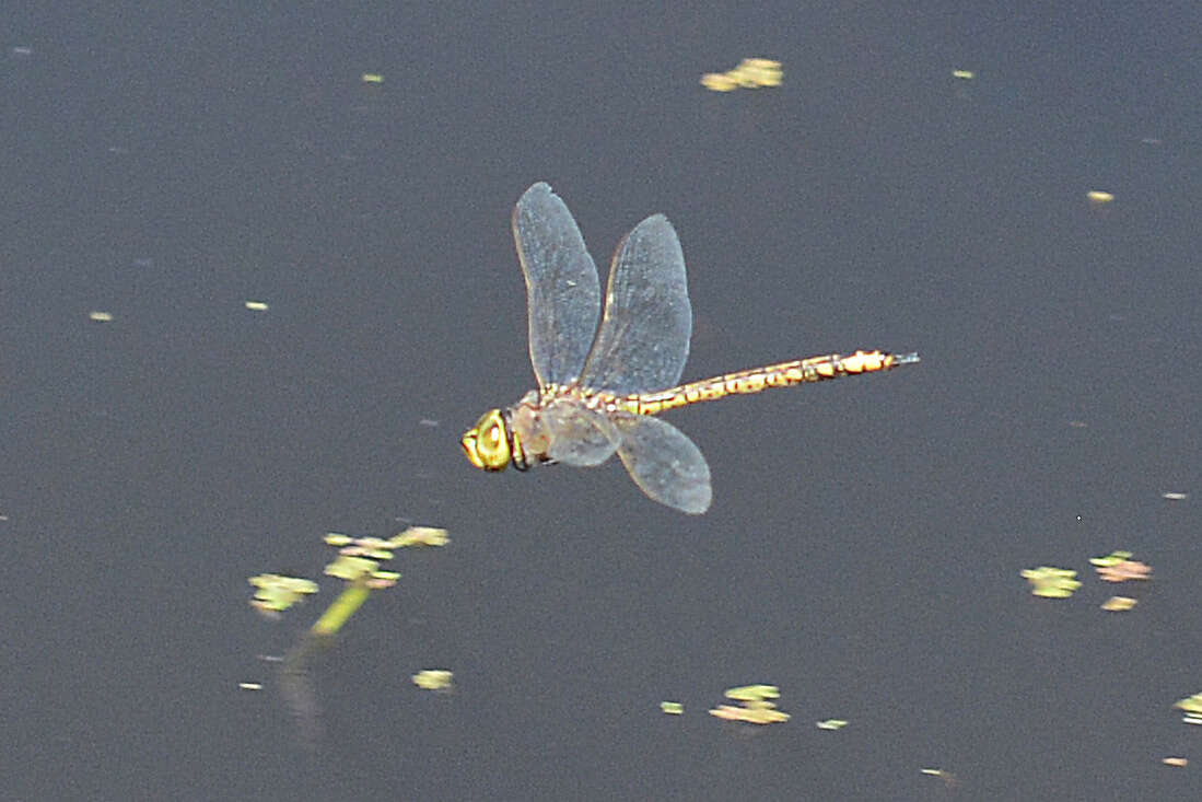 Imagem de Anax papuensis (Burmeister 1839)