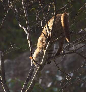 Image of Rusty-Spotted Cat