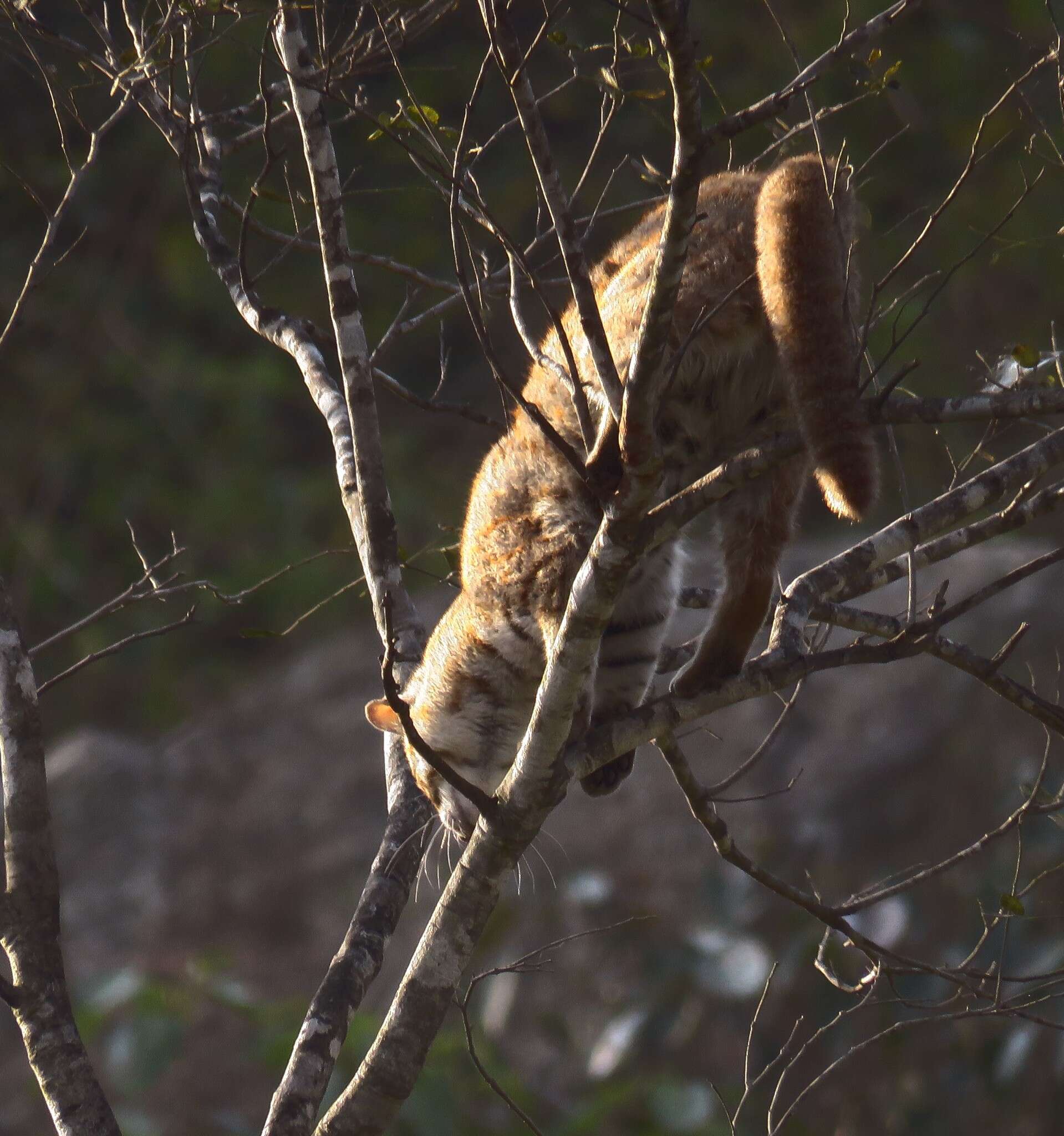 Image de Chat rougeâtre