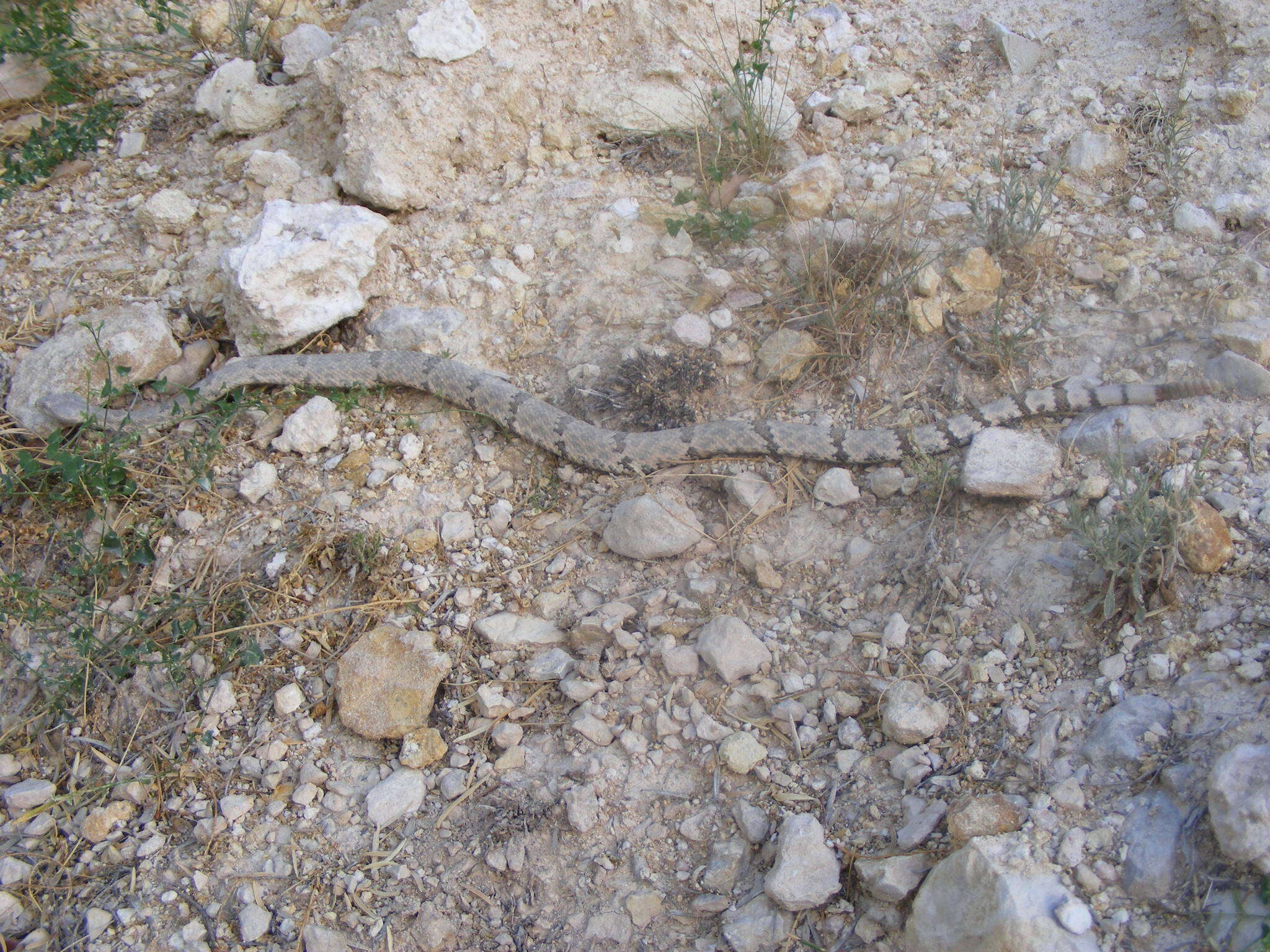 Crotalus lepidus lepidus (Kennicott 1861) resmi