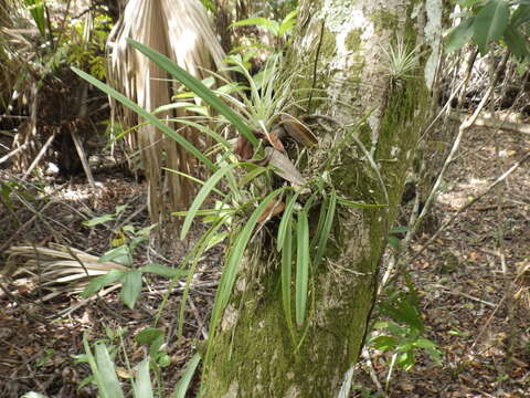 Слика од Encyclia tampensis (Lindl.) Small