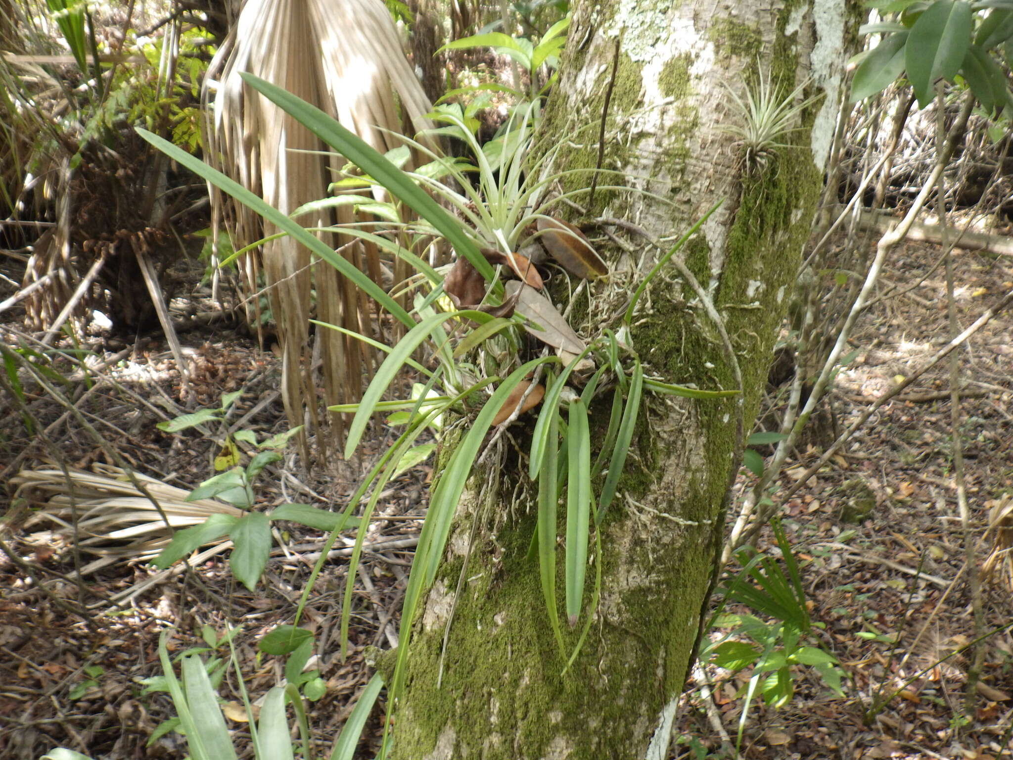 Image of Tampa butterfly orchid