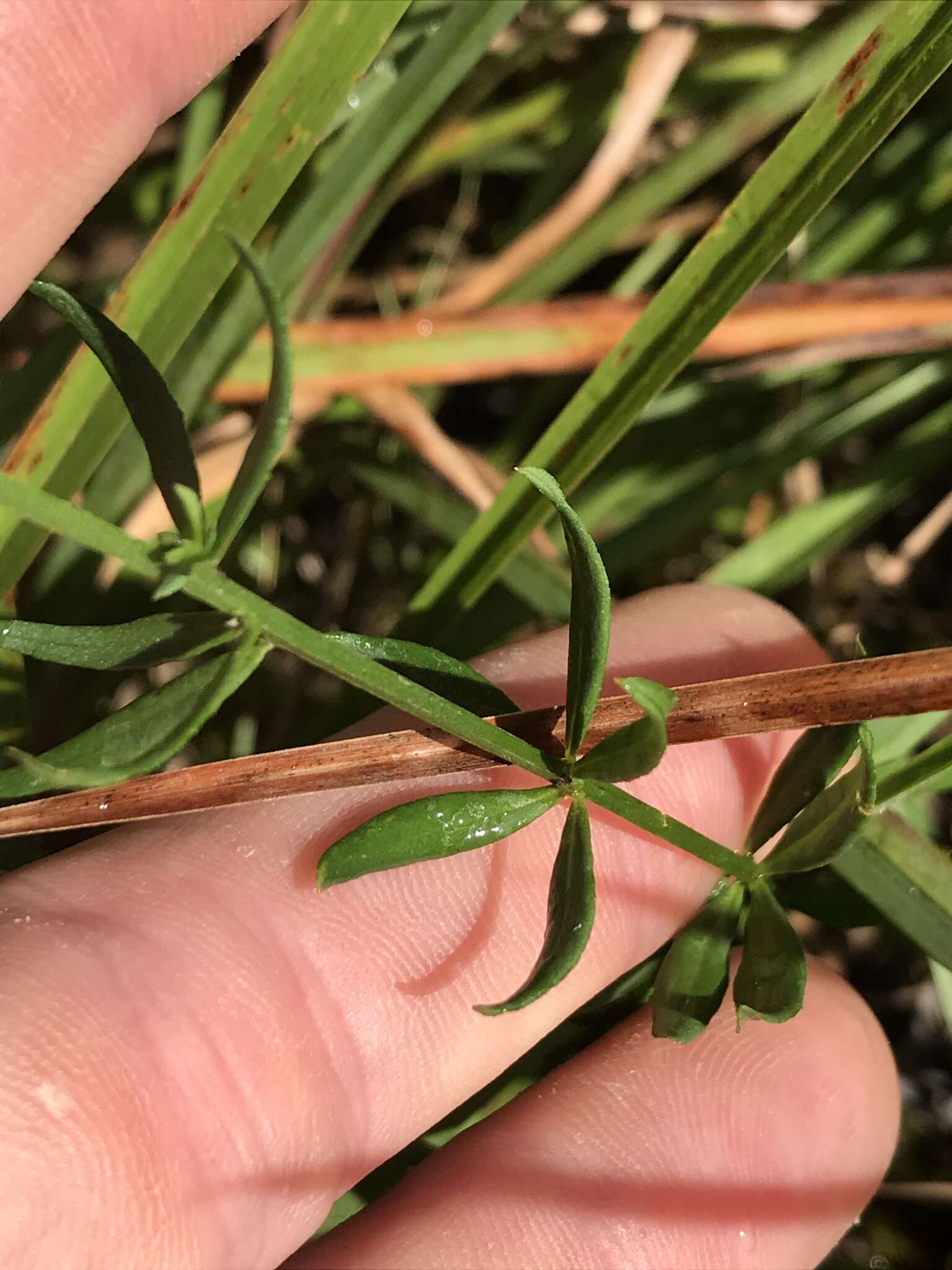 Polygala boykinii Nutt.的圖片