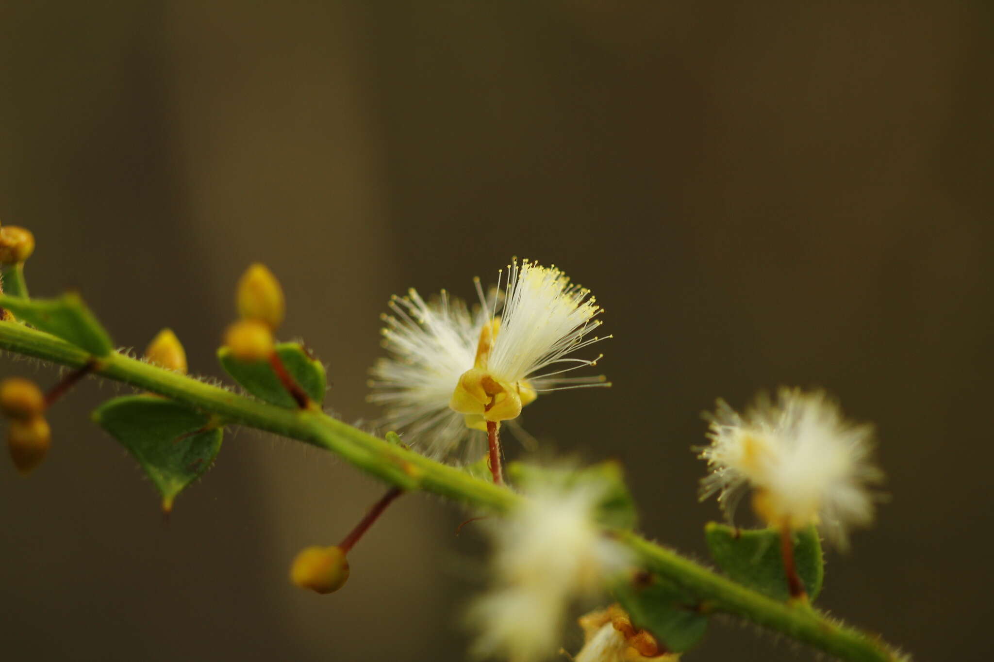 Слика од Acacia biflora R. Br.