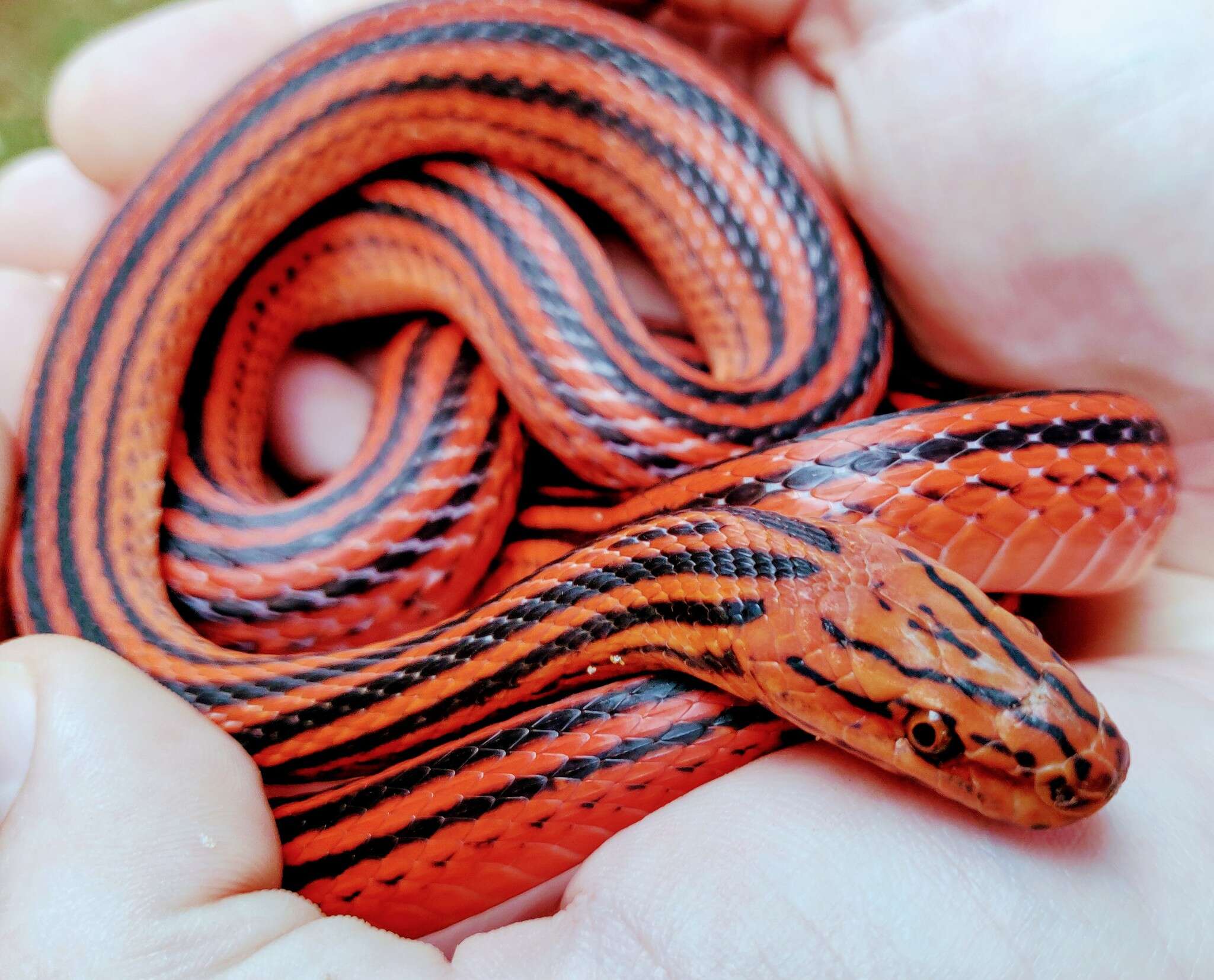 Image of Red-Black Striped Snake