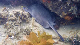 Image of Eastern Shovelnose Stingaree