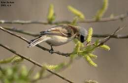 Image of Chinese Penduline Tit