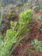 Dalea pinnata var. pinnata resmi