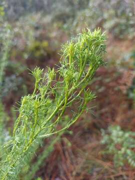 Dalea pinnata var. pinnata resmi