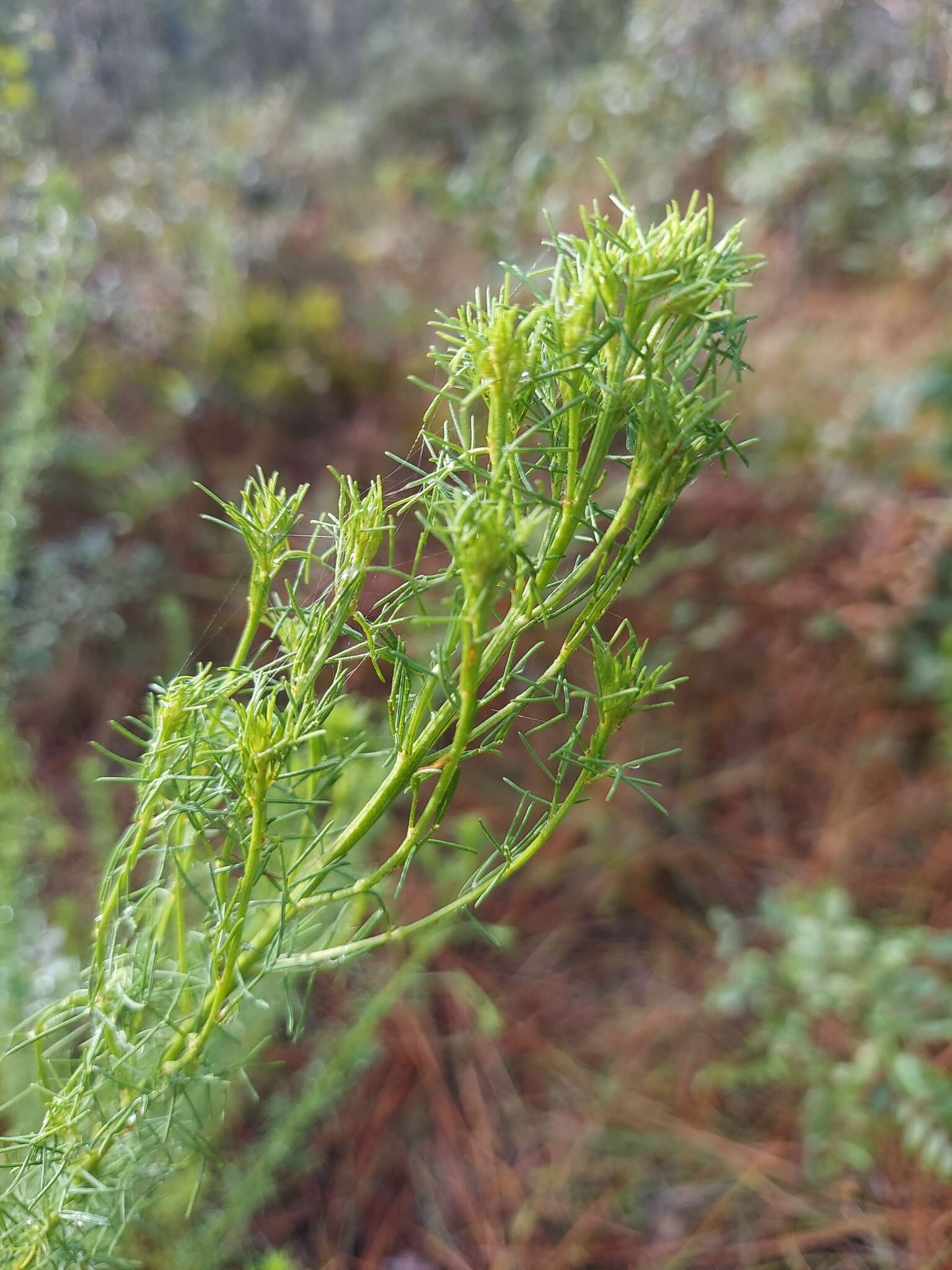 Dalea pinnata var. pinnata resmi