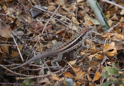 Imagem de Leiocephalus psammodromus Barbour 1920