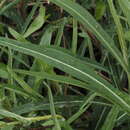 Image of Sonchus maritimus subsp. aquatilis (Pourr.) Nym.